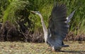 A Great Blue Heron taking flight Royalty Free Stock Photo