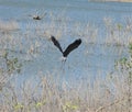 A Great Blue Heron taking flight with his huge wings upward. Royalty Free Stock Photo