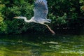 Great blue heron taking flight Royalty Free Stock Photo