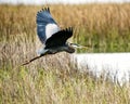 A great blue heron taking flight.