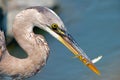 Great Blue Heron With Three Fish