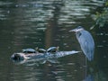 Great Blue Heron with Three Turtles in a Pond Royalty Free Stock Photo