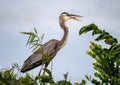 Great blue heron with tongue out in the Everglades Royalty Free Stock Photo