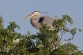 Great Blue Heron On Top Of An Elderberry Tree Royalty Free Stock Photo