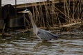 Great blue heron at a tranquil pond Royalty Free Stock Photo