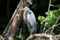 Great Blue Heron on a tree branch in Corkscrew Swamp Sanctuary