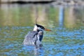 A Great blue heron trying to catch the fish.          closeup Royalty Free Stock Photo