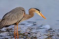Great Blue Heron Trying To Catch Fish Royalty Free Stock Photo