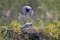 A Great Blue Heron with Two Chicks Royalty Free Stock Photo