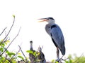 Great blue heron & two chicks in nest Royalty Free Stock Photo