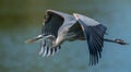 Great Blue Heron Royalty Free Stock Photo