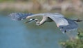 Great Blue Heron Royalty Free Stock Photo