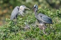 Great Blue Heron Royalty Free Stock Photo