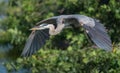 Great Blue Heron Royalty Free Stock Photo