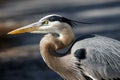 Great Blue Heron Venice Rookery Royalty Free Stock Photo