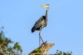 Great Blue Heron at Venice Rookery