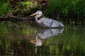 Closeup Great Blue Heron in the water. Royalty Free Stock Photo