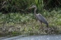 Great Blue Heron Wades Into Marsh Looking For Food
