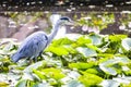 Great Blue Heron Royalty Free Stock Photo