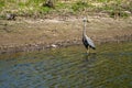 A great blue heron wades in the shallow water, looking for fish