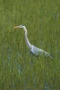 Great blue heron wading in grass. Royalty Free Stock Photo