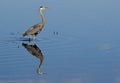 Great Blue Heron wades waters looking for food. Royalty Free Stock Photo