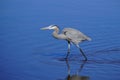 Great Blue Heron wading in along the shore Royalty Free Stock Photo