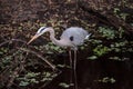 Great blue heron wading bird Ardea herodias wades Royalty Free Stock Photo