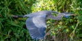 The Great Blue Heron is a wading bird in the heron family. Royalty Free Stock Photo