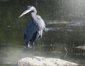 The Great Blue Heron is a wading bird in the heron family. Royalty Free Stock Photo