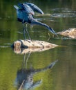 The Great Blue Heron is a wading bird in the heron family. Royalty Free Stock Photo