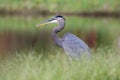 Great Blue Heron wading bird on Georgia lake in summer Royalty Free Stock Photo