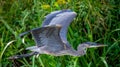 The Great Blue Heron is a wading bird in the heron family. Royalty Free Stock Photo