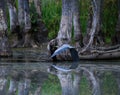 The Great Blue Heron is a wading bird in the heron family. Royalty Free Stock Photo