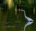 The Great Blue Heron is a wading bird in the heron family. Royalty Free Stock Photo