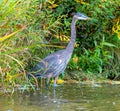 The Great Blue Heron is a wading bird in the heron family. Royalty Free Stock Photo