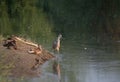 Great Blue Heron Wading in the Water with Mallard Ducks Looking Royalty Free Stock Photo