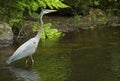 Great blue heron wading in Eightmile River, Oxford, Connecticut. Royalty Free Stock Photo