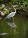 Great blue heron wading, Eightmile River, Southford Falls Park, Royalty Free Stock Photo