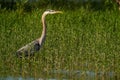 Great Blue Heron Royalty Free Stock Photo