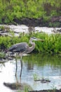 Great Blue Heron