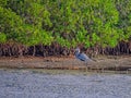 Great Blue Heron Wading by the Mangrove Island