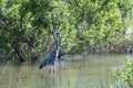 Great Blue Heron wading near submerged trees Royalty Free Stock Photo