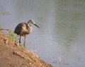 Wading Great Blue Heron at the Shoreline Royalty Free Stock Photo