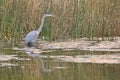 Great Blue Heron Wading In Pond Sees A Fish