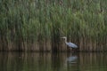 Great Blue Heron Wading by Reeds at Dusk Royalty Free Stock Photo