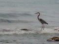 Great Blue Heron Wading on a Rocky Surf Royalty Free Stock Photo