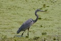 A Great blue heron wading through the shallow duckweed covered waters Royalty Free Stock Photo