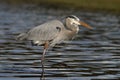 Great Blue Heron Wading In A Shallow Florida Pond