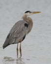 Great Blue Heron wading in a shallow lagoon - Pinellas County, F Royalty Free Stock Photo